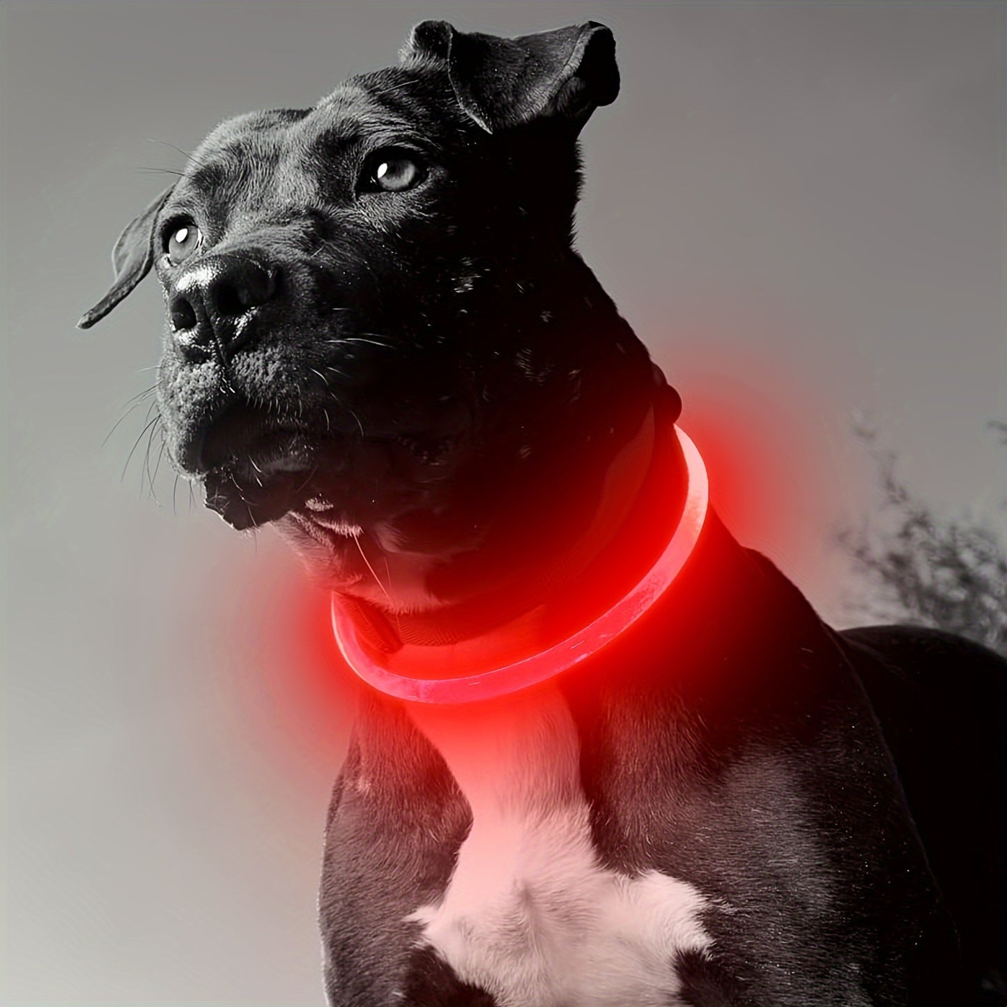 1pc Luminous Companion USB Rechargeable LED Pet Collar